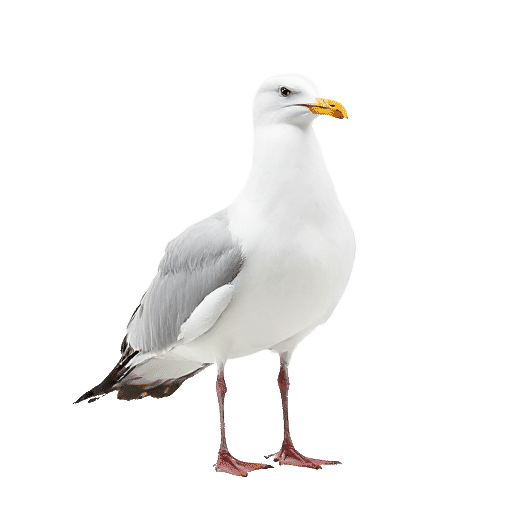 seagull adult