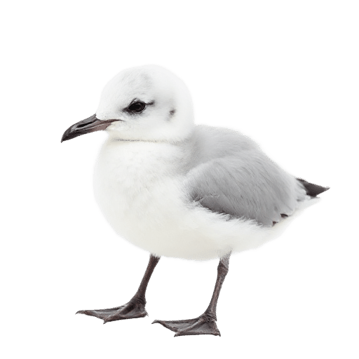 seagull chick