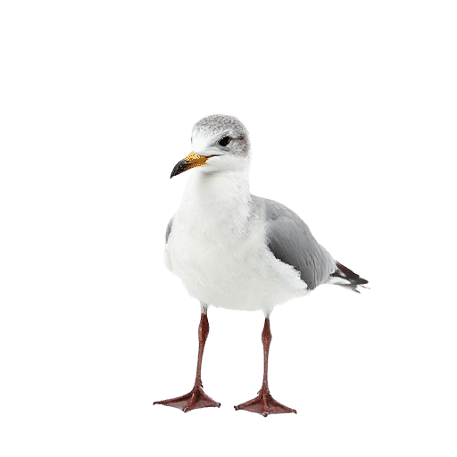 seagull young