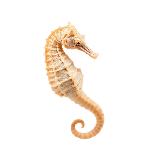 seahorse fry