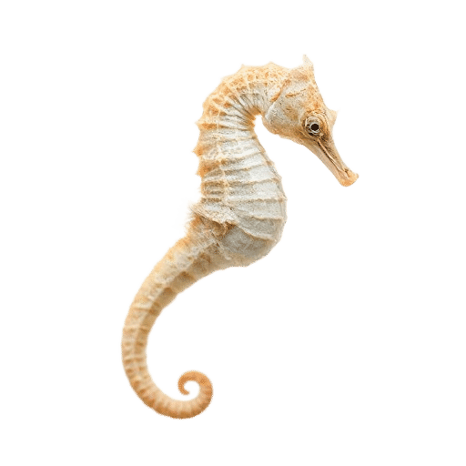 seahorse young