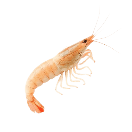 shrimp adult