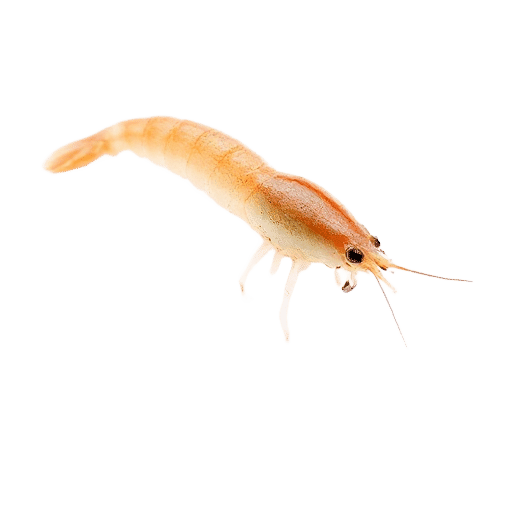 shrimp fry
