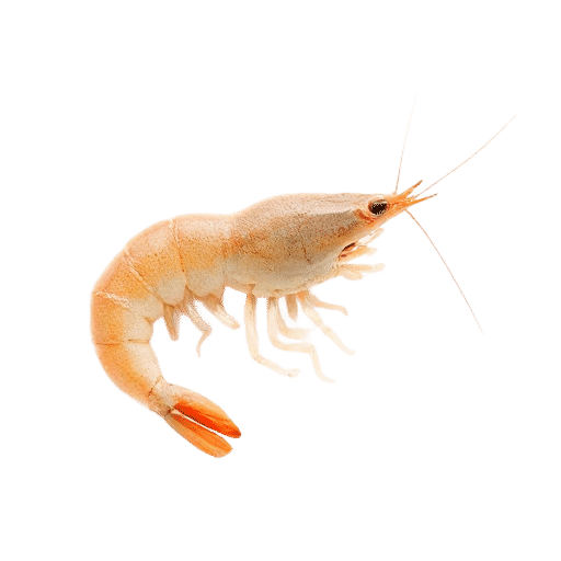shrimp young