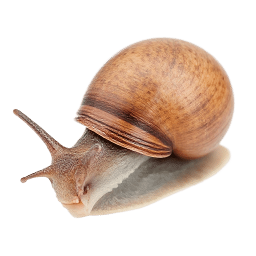 snail adult