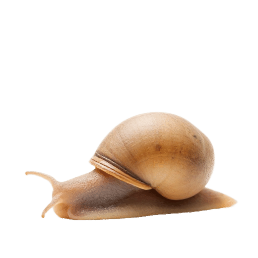 snail young