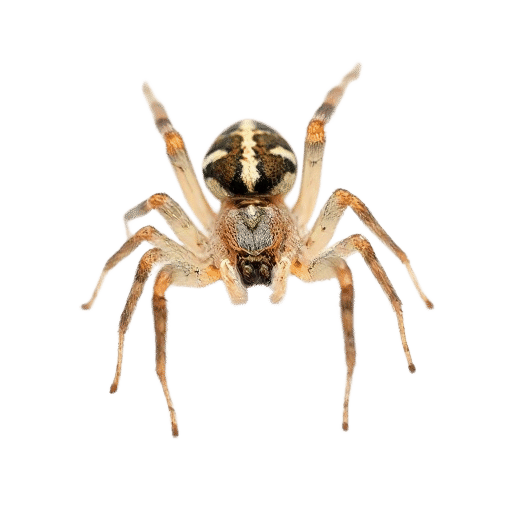 spider adult