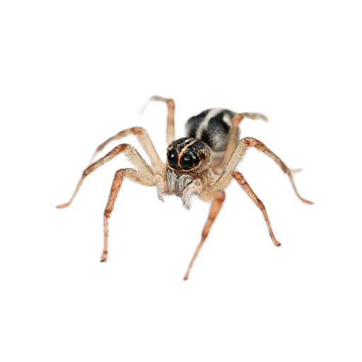 spider young