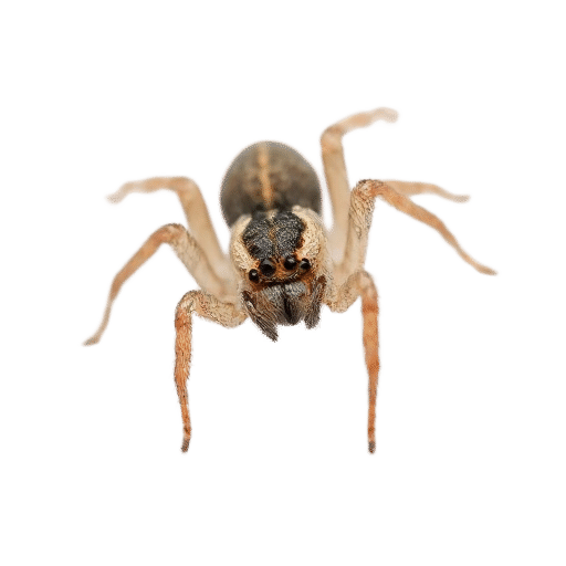 spider