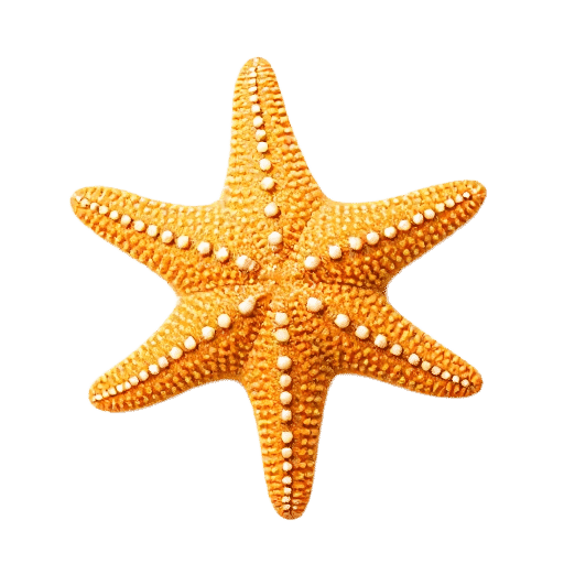 starfish adult