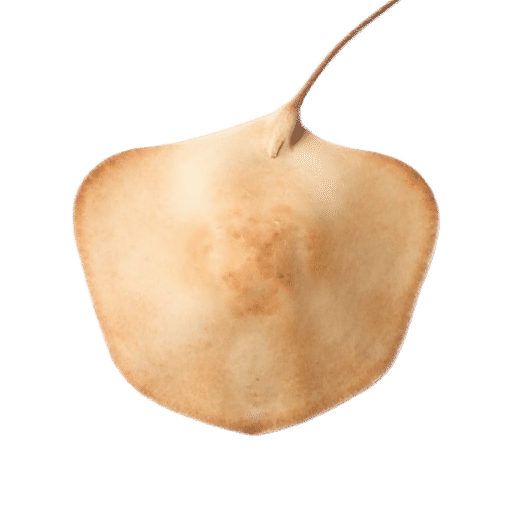 stingray adult