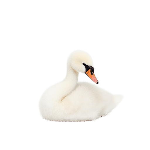swan chick