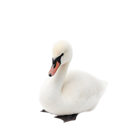 swan young