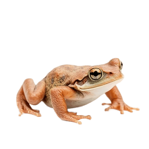 toad adult