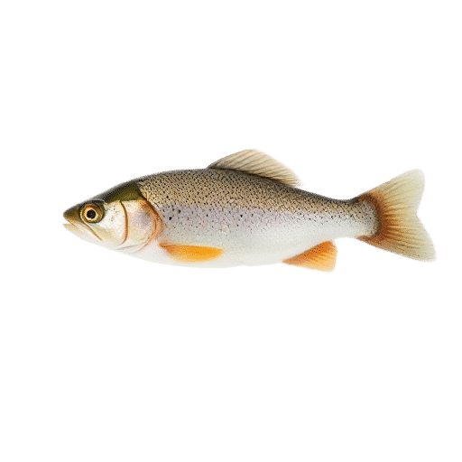 trout