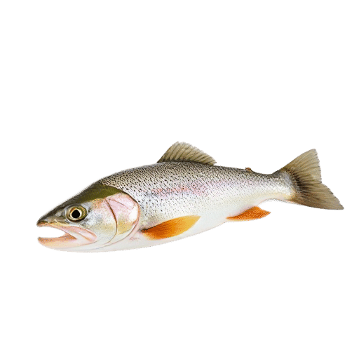 trout adult