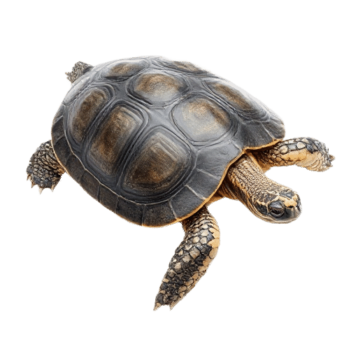 turtle adult