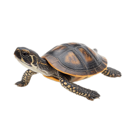 turtle young