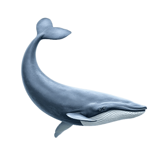 whale adult