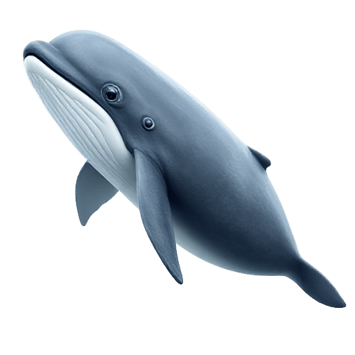 whale calf