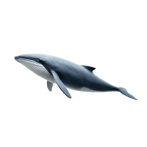 whale young
