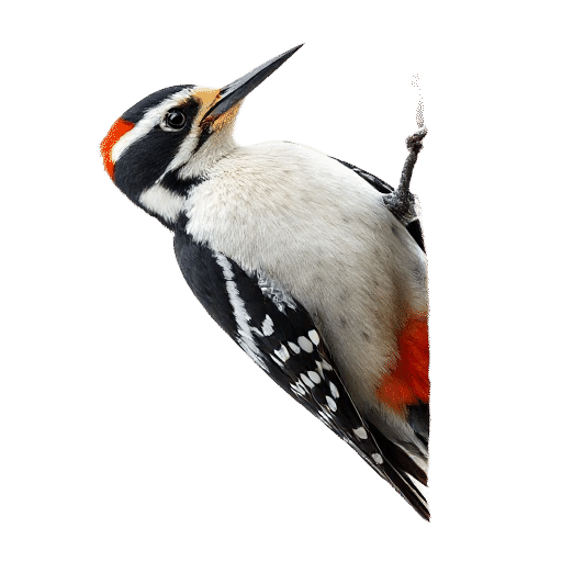 woodpecker adult