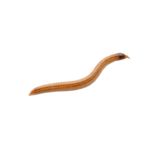 worm adult