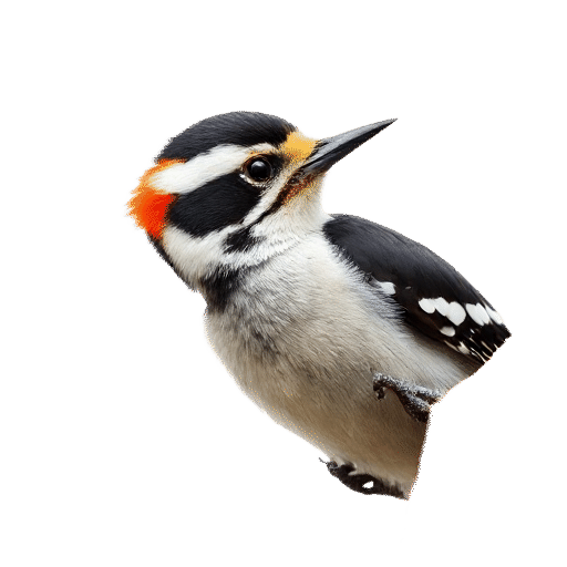 woodpecker chick