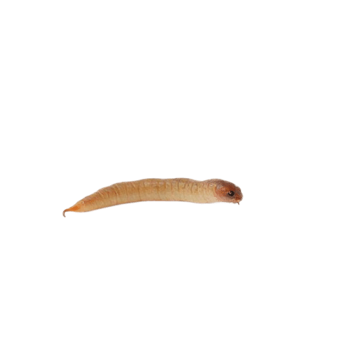 worm young