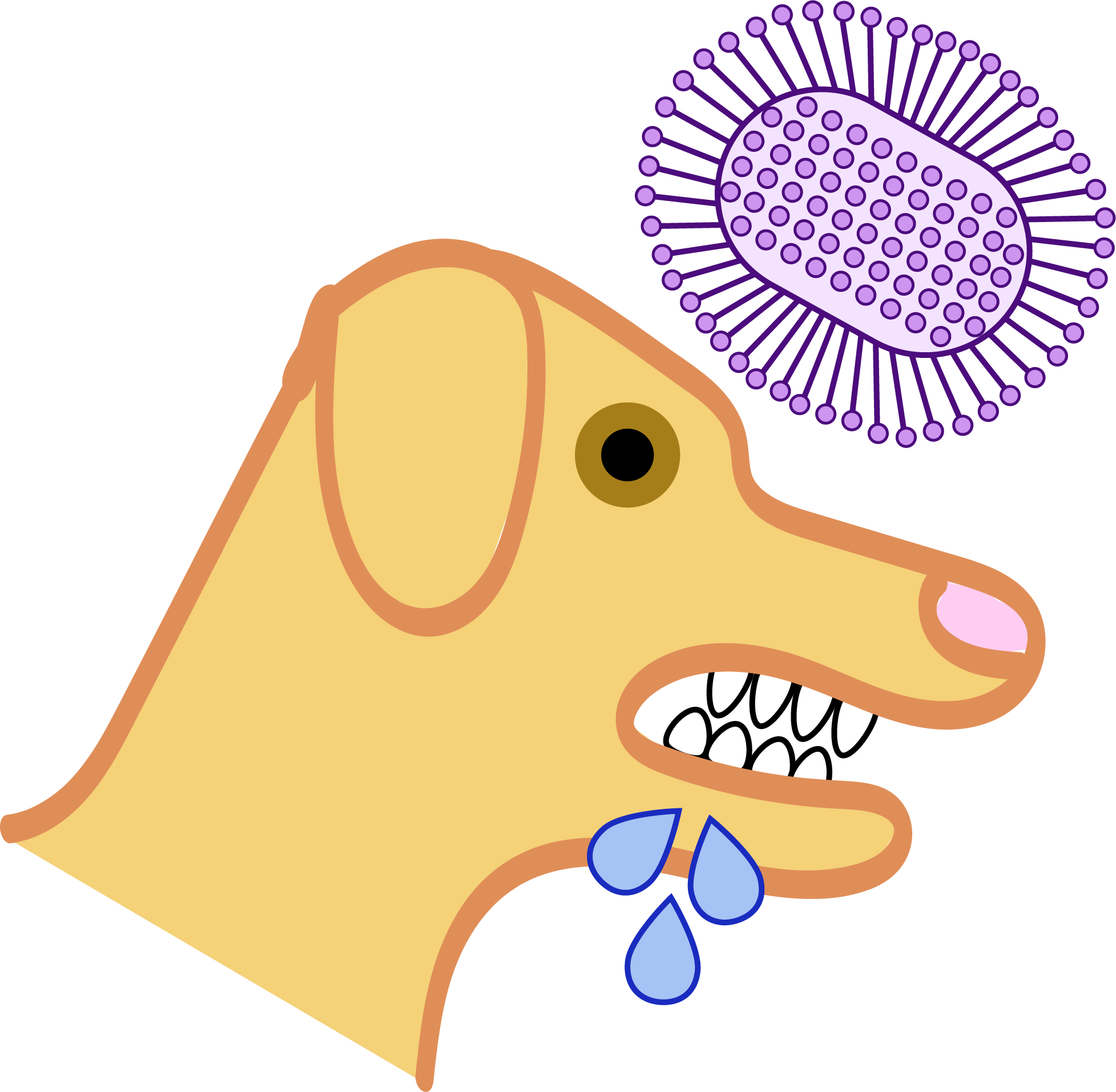 rabies