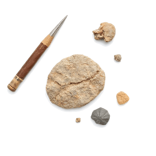 fossil hunting