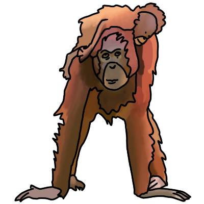 orangutans