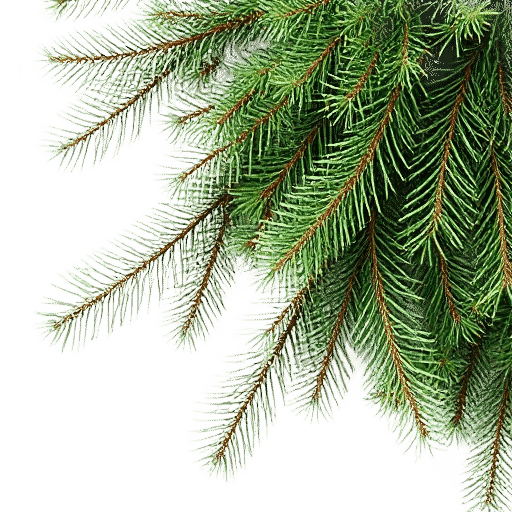 evergreen