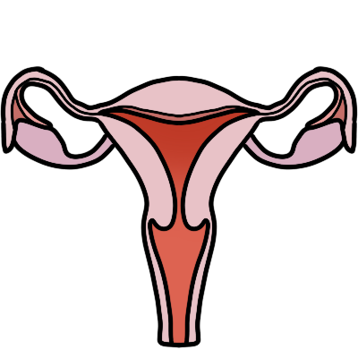 uterus