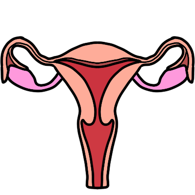 uterus