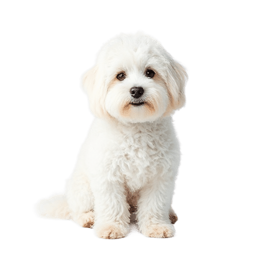 Angora
