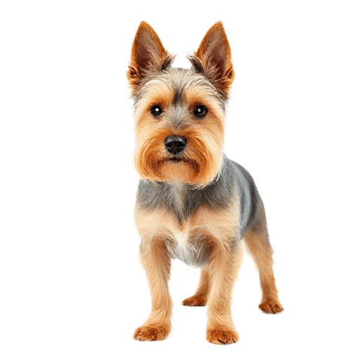 Australian Terrier
