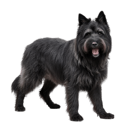 Belgian Sheepdog