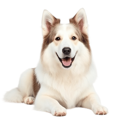 Berger Blanc Suisse
