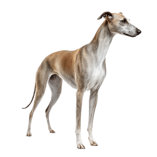 Greyhound
