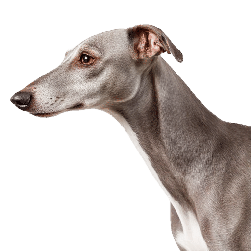 Italian Greyhound