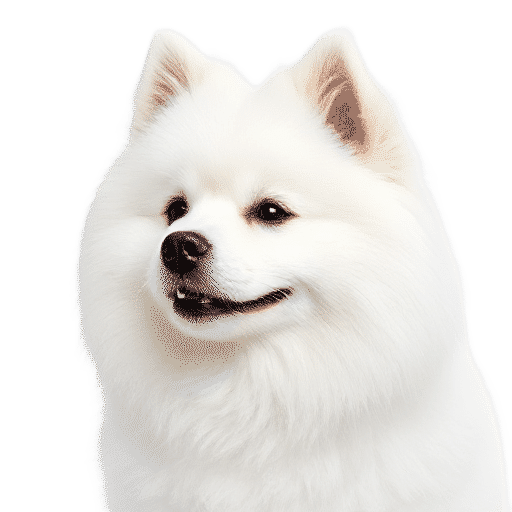 Japanese Spitz