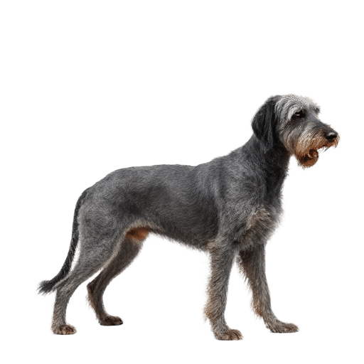 Scottish Deerhound
