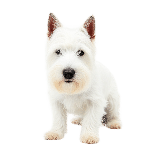 West Highland White Terrier