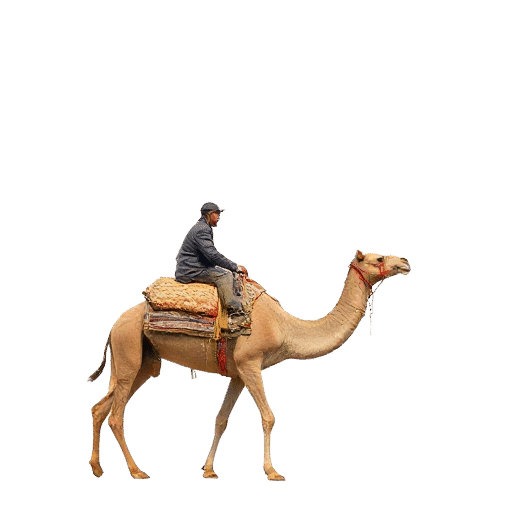 Camel Ride