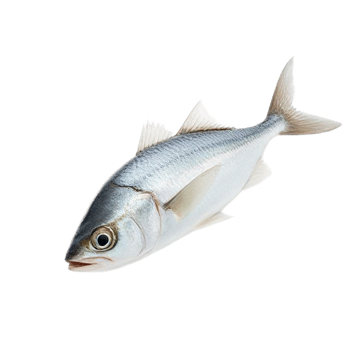 Albacore