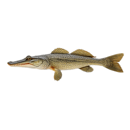 Alligator Gar