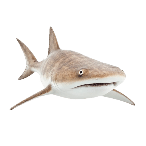 Angel Shark
