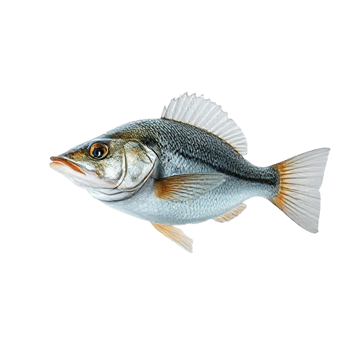 Basslet