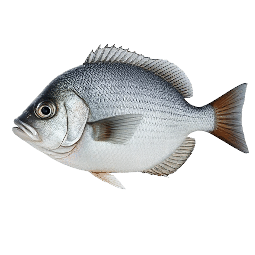 Black Bream